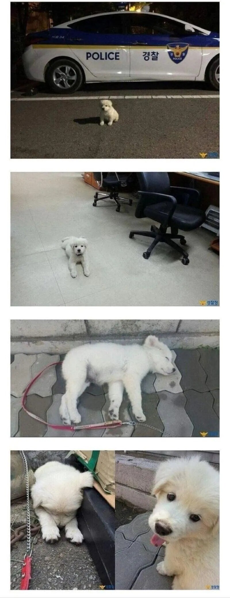 억울하게 생긴 한국 강아지 특징.JPG_1.jpg