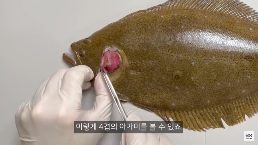 광어의 존재 이유로 추정 되는것_3.png