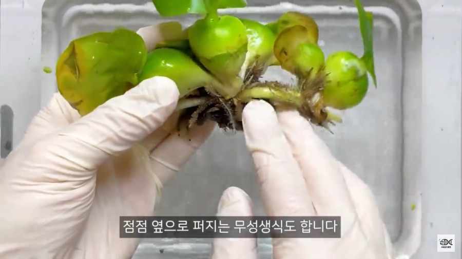 세계 10대 잡초중 하나_6.png