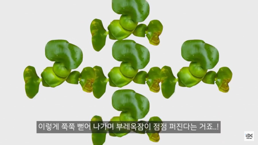 세계 10대 잡초중 하나_7.png