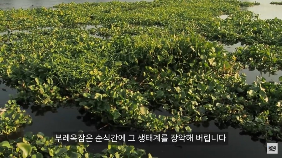 세계 10대 잡초중 하나_11.png