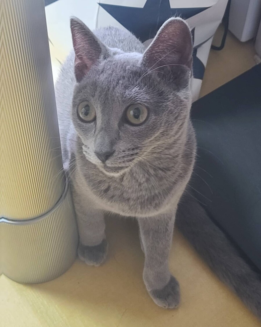 잃어버린 고양이를 반년만에 찾았는데...._4.jpeg