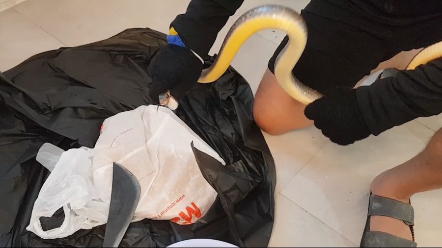 [소금특집] 뱀 소금 구이_2.png