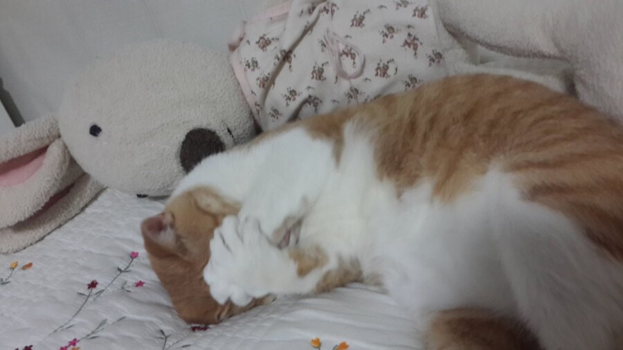 고양) 고영이는 고양고양 고영해 (데이터 주의)_2.jpg