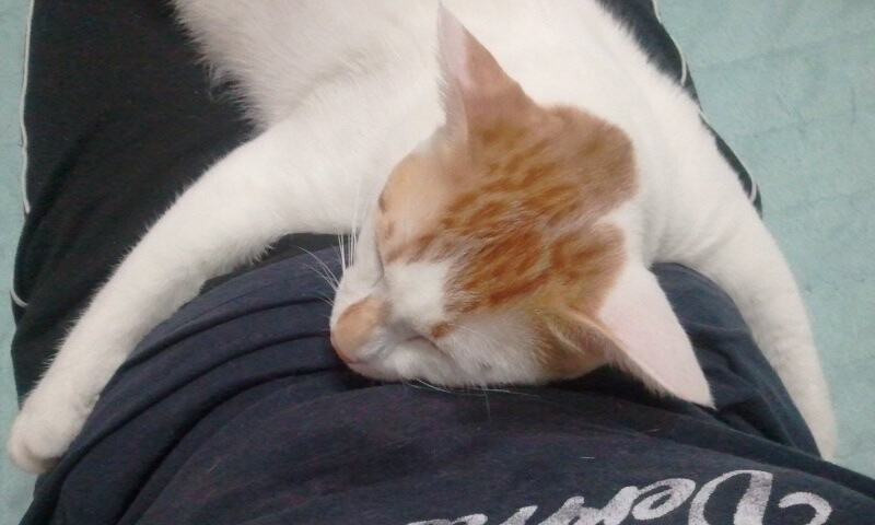 고양) 고영이는 고양고양 고영해 (데이터 주의)_6.jpg