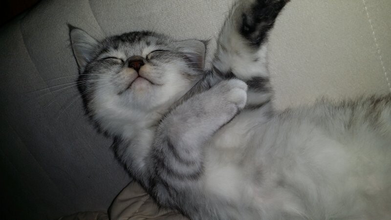 고양) 고영이는 고양고양 고영해 (데이터 주의)_15.jpg