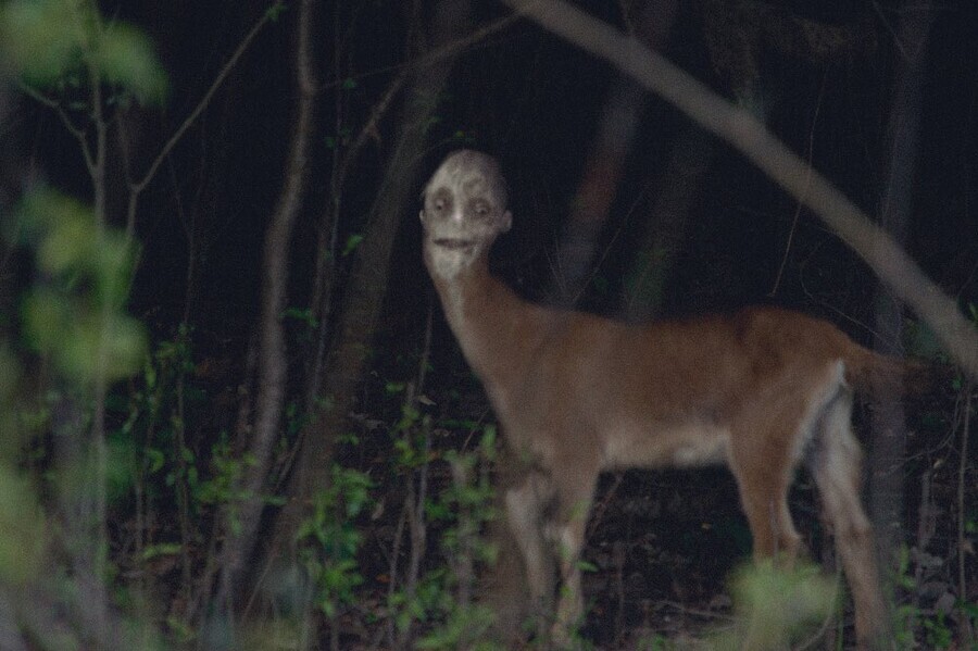 혐)"고라니 울음소리는 유독 비명소리 같더라"_1.jpg