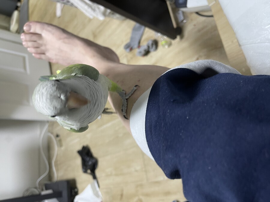 앵무새) 니들 친한 건 알겠는데_1.jpeg