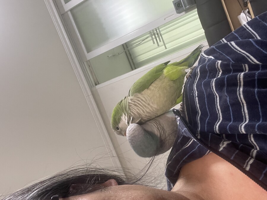 앵무새) 니들 친한 건 알겠는데_2.jpeg