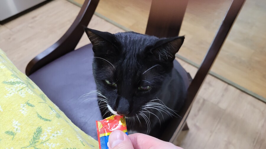 야옹이랑 먹는 닭똥집볶음_14.jpg