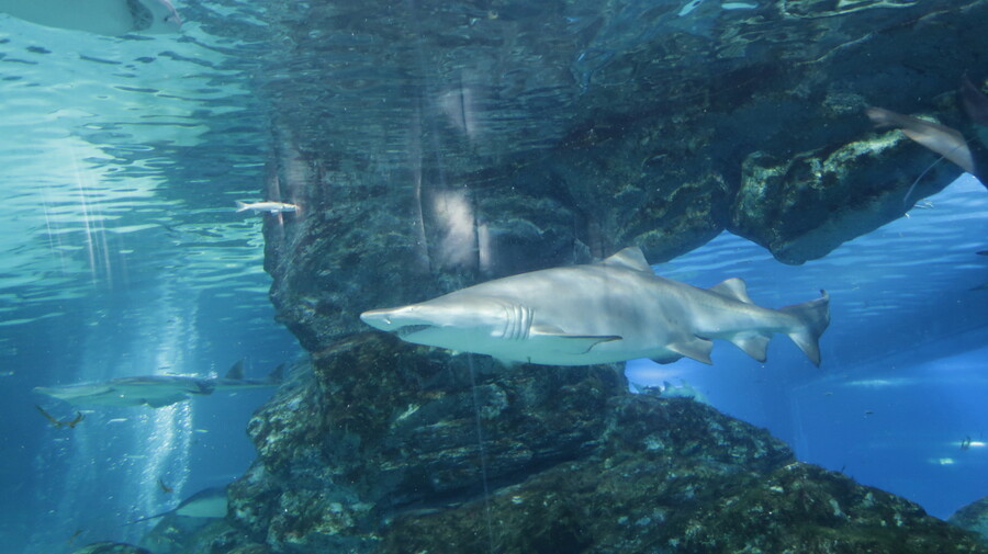 동물의 왕국) 무서운상어_1.jpg