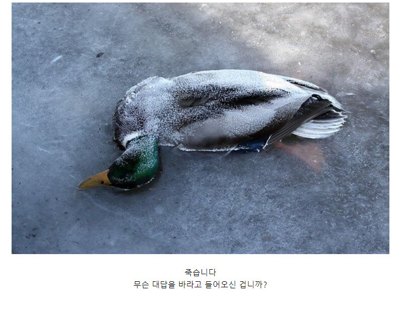 퀴즈) 오리가 꽁꽁 얼게되면??_1.png