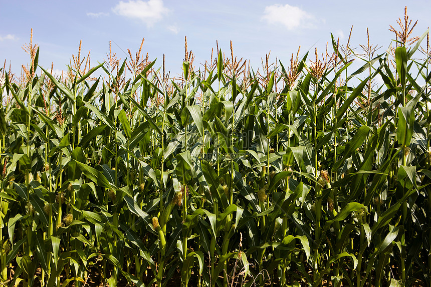 lovepik-fields-of-corn-picture_501488004.jpg