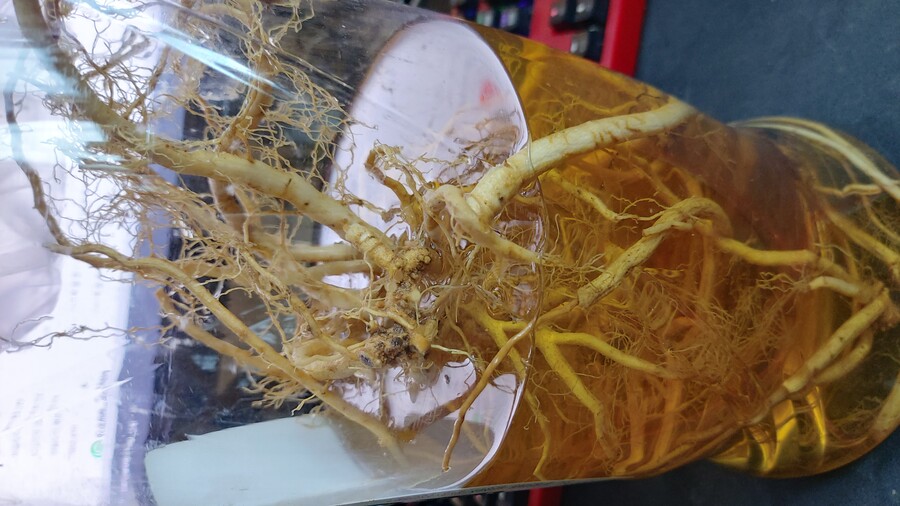 Q) 약초술 얻어왓는데, 무슨 뿌리인지 아는 유게이 있음?_2.jpg