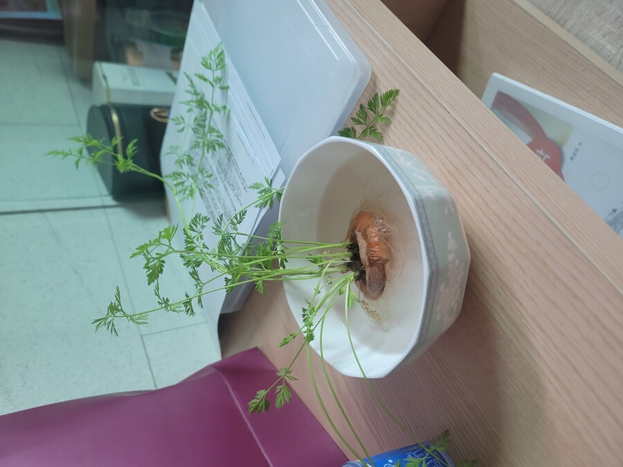 먹고난 당근 옮겨심기_1.jpg