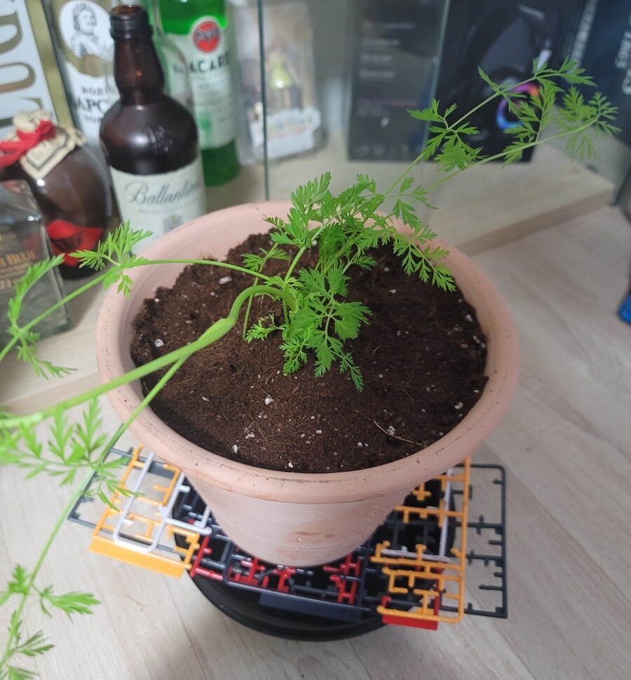 먹고난 당근 옮겨심기_8.jpg