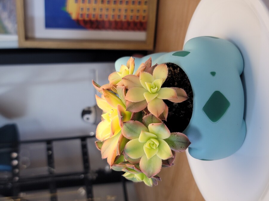 이상해씨 다육식물 화분 만들기_11.jpg