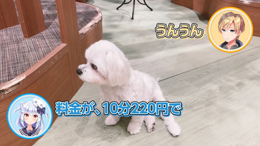 노리프로) 위험한 밤의 마을 신주쿠 가부키쵸에 애견카페!?_2.png