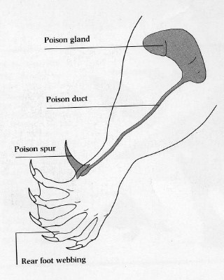 platypus_spur_dyatrima.jpg