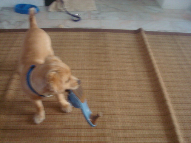 우리집 댕댕이 아기때 사진_7.jpg