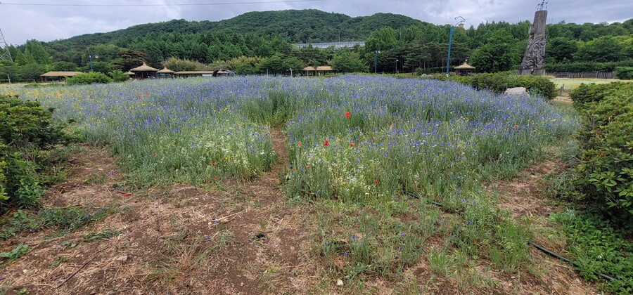 [혈압주의]사진 한장 찍겠다고.._1.jpg