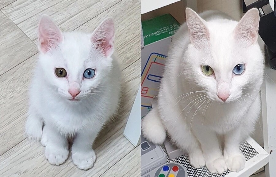 고양이 확대 모음_1.jpg