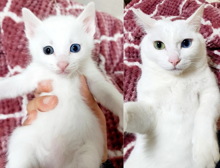 고양이 확대 모음_3.jpg