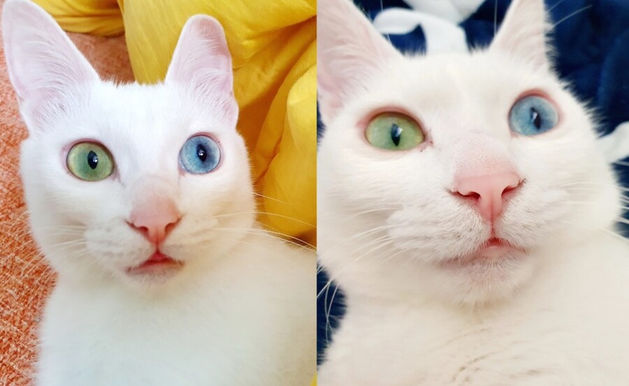 고양이 확대 모음_4.jpg