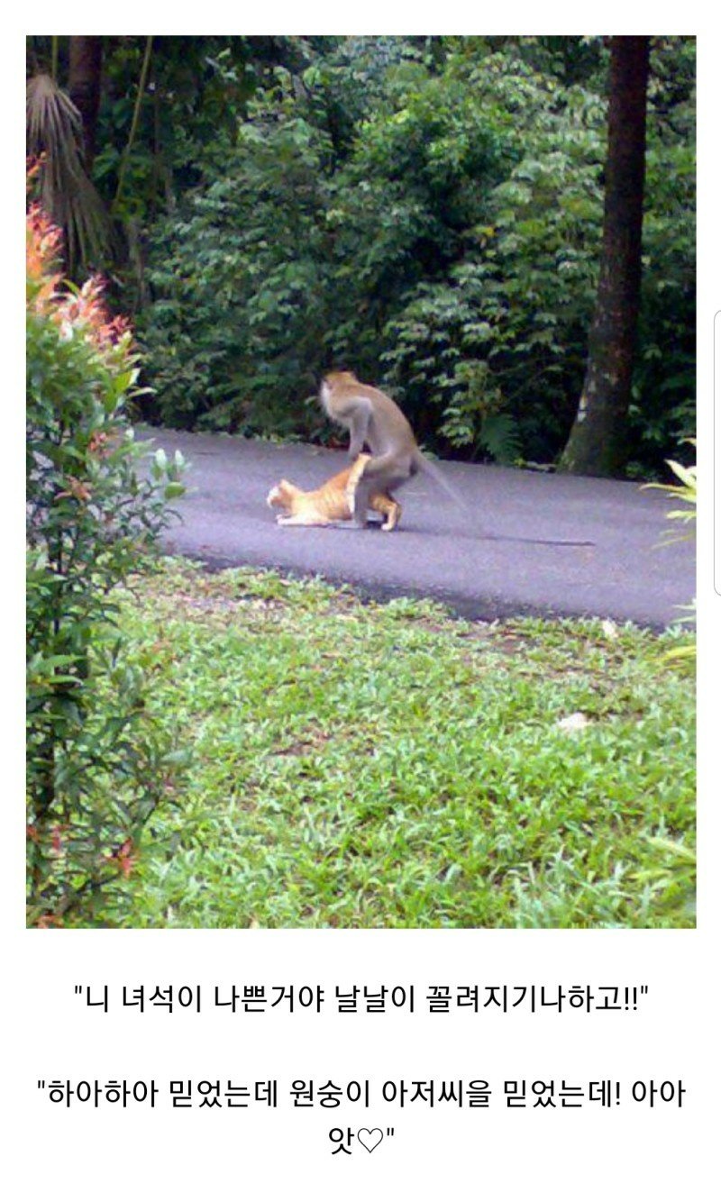 ㅇ..안됏.. 원숭이..아저씨를.. 믿었는데에엣♥_1.jpg