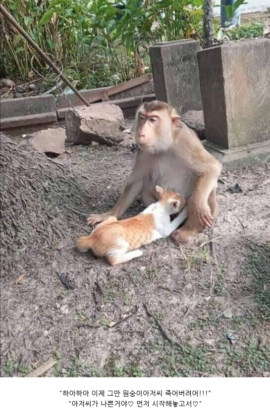 ㅇ..안됏.. 원숭이..아저씨를.. 믿었는데에엣♥_3.png