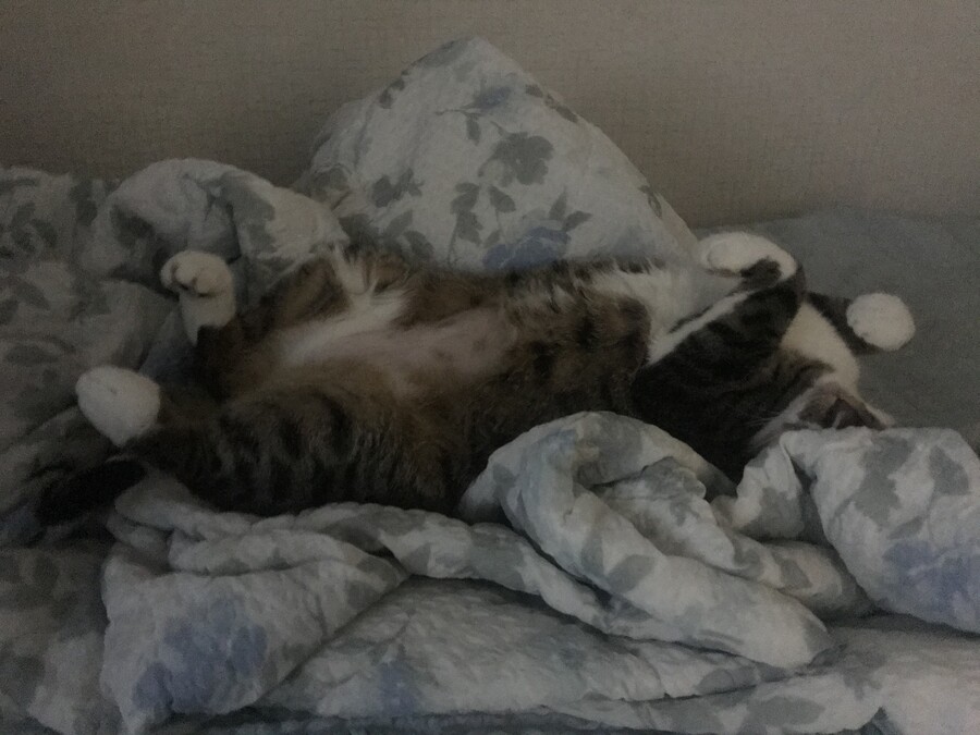 불법) 진동음이 들릴일 없는 침대에서 자꾸 진동소리가 들리길래 뭔가 헀더니_1.jpg