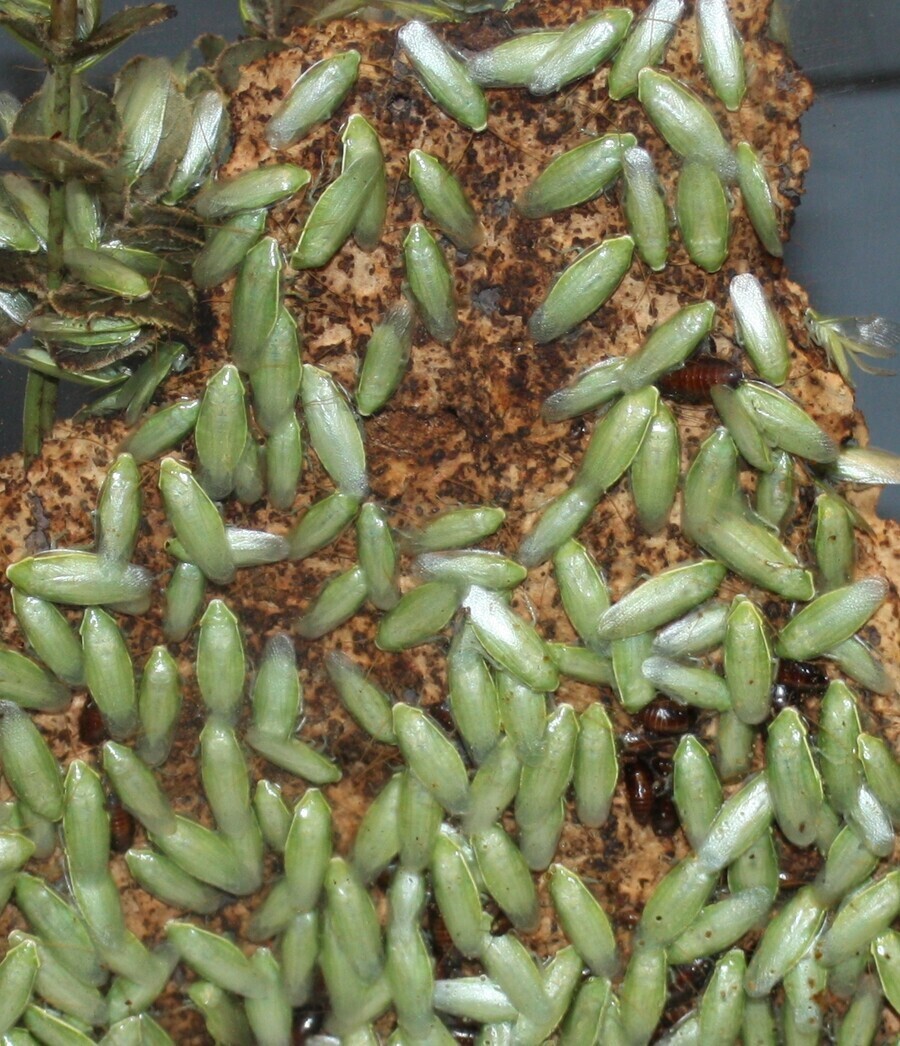 녹색 바퀴벌레 짤_1.jpeg