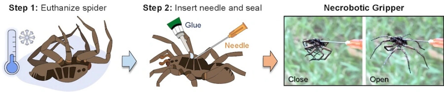 죽은 거미로 로봇 손 만듦_1.png