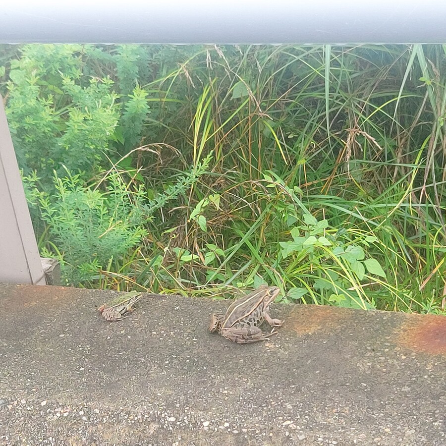실제) 다리에서 투신하려는 것을 지켜보는 행인_1.jpg