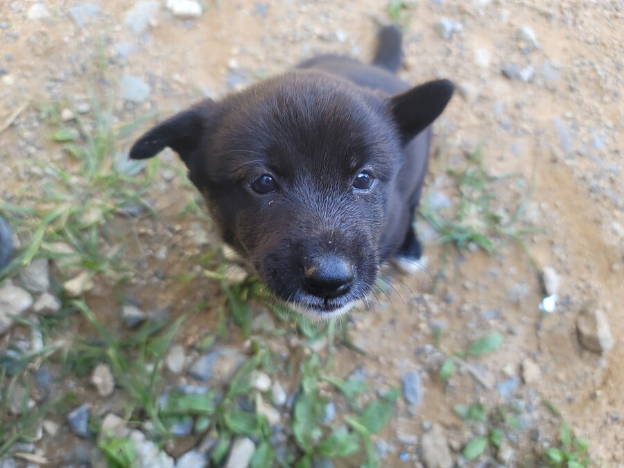 마당에서 키운 수박 한번 보구가요. jpg_2.jpg