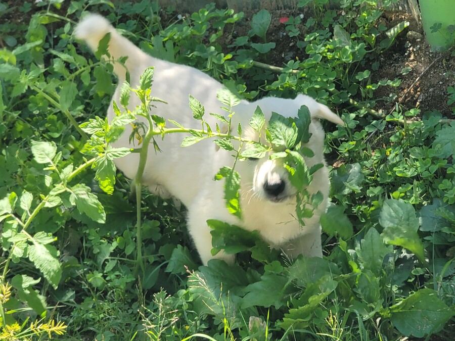 마당에서 키운 수박 한번 보구가요. jpg_3.jpg