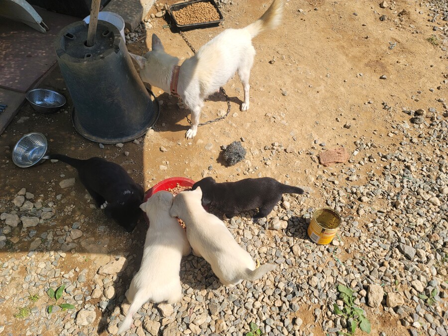 마당에서 키운 수박 한번 보구가요. jpg_9.jpg