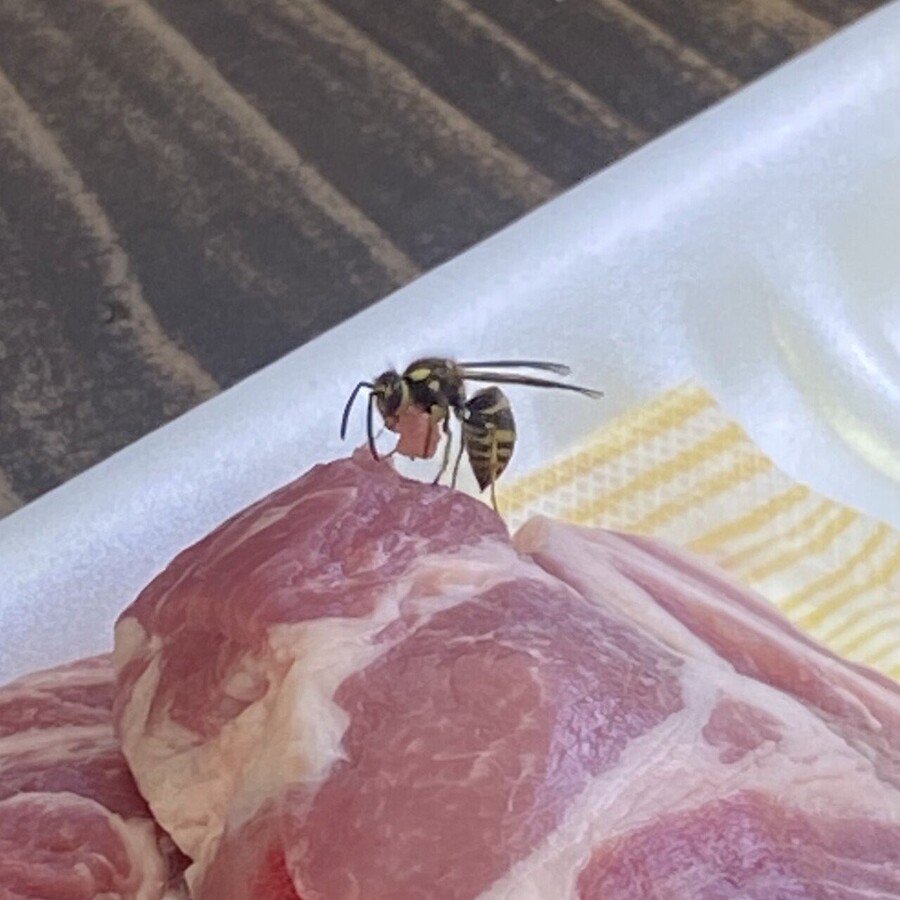 벌이 날아와서 고기 썰어서 훔쳐감 ㅋㅋ_1.jpg