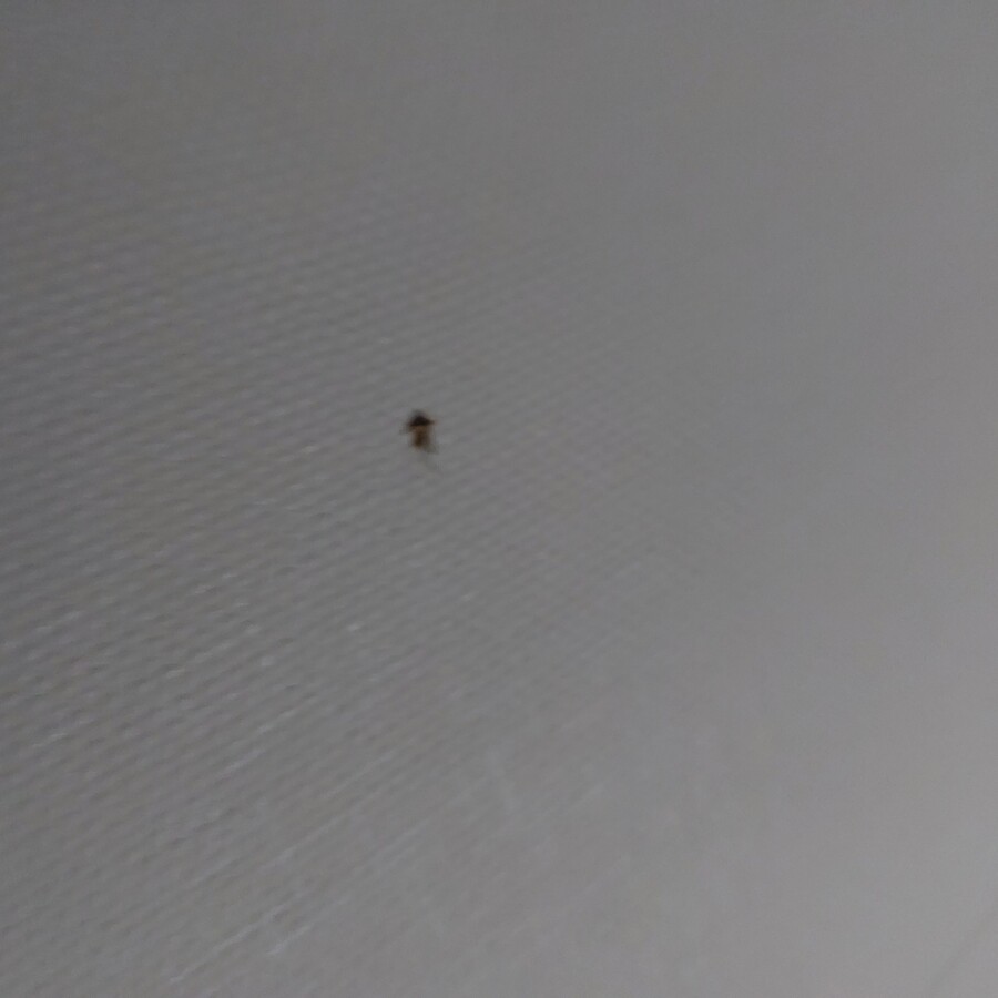 모기) 어제 오늘 잡은 모기들_1.jpg