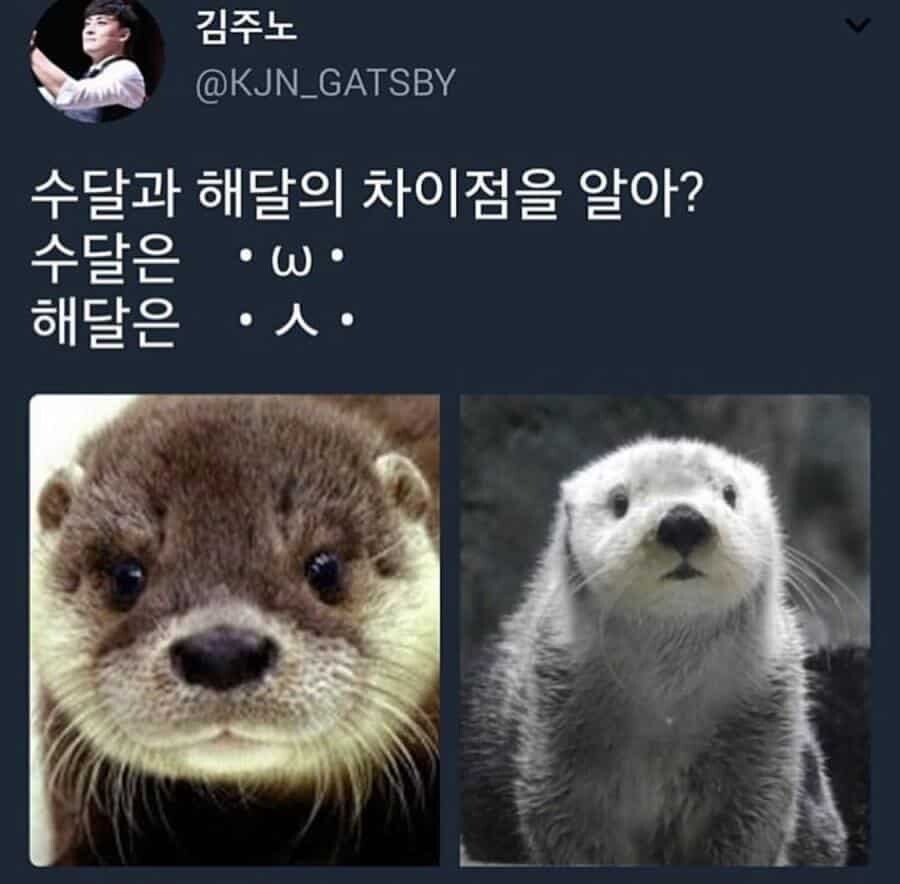 사람들이 잘 모르는 수달과 해달 구분법