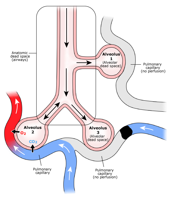 anatomical, physiological and alveolar dead space