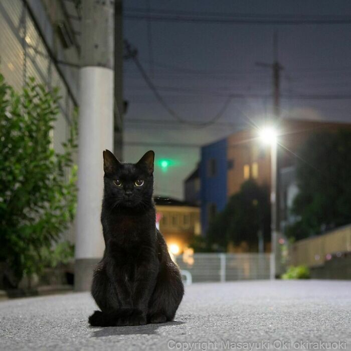 나는 낭만 고양이