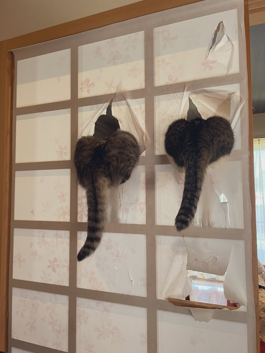 벽에 붙어있는 초대형 딜도_1.jpg