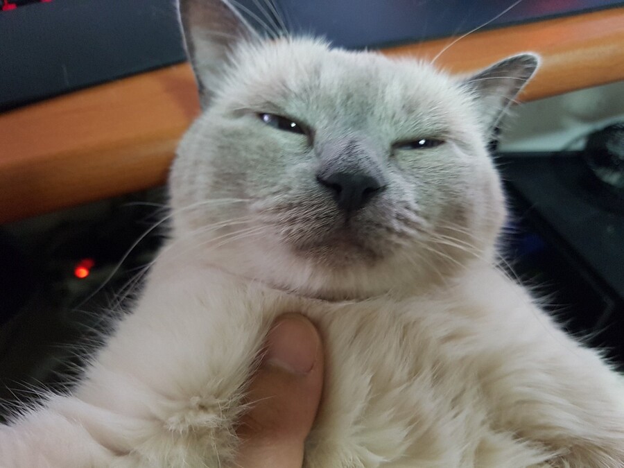 [원신] 나히다 성능은 어떠려나?_2.jpg