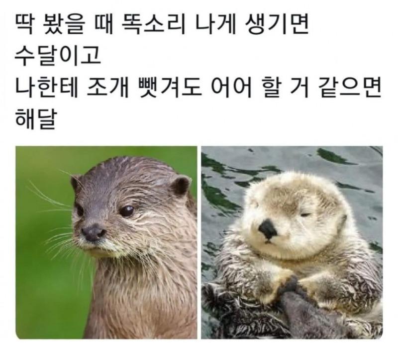 수달 해달 구분하는 방법_1.jpeg