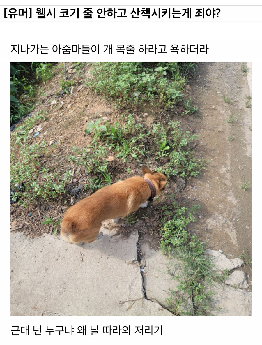 웰시코기 목 줄 안하고 산책하는게 죄임?_1.jpg