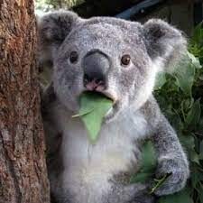 백종원의 해골물 볼카츠 덮밥, 볼카츠동_11.jpg