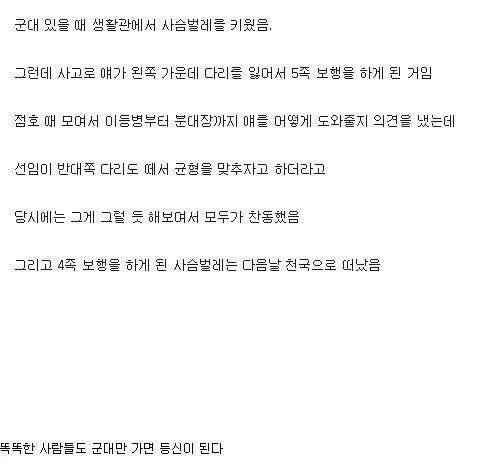 군대에서 사슴벌레를 수술한 병사들.jpg_1.jpg