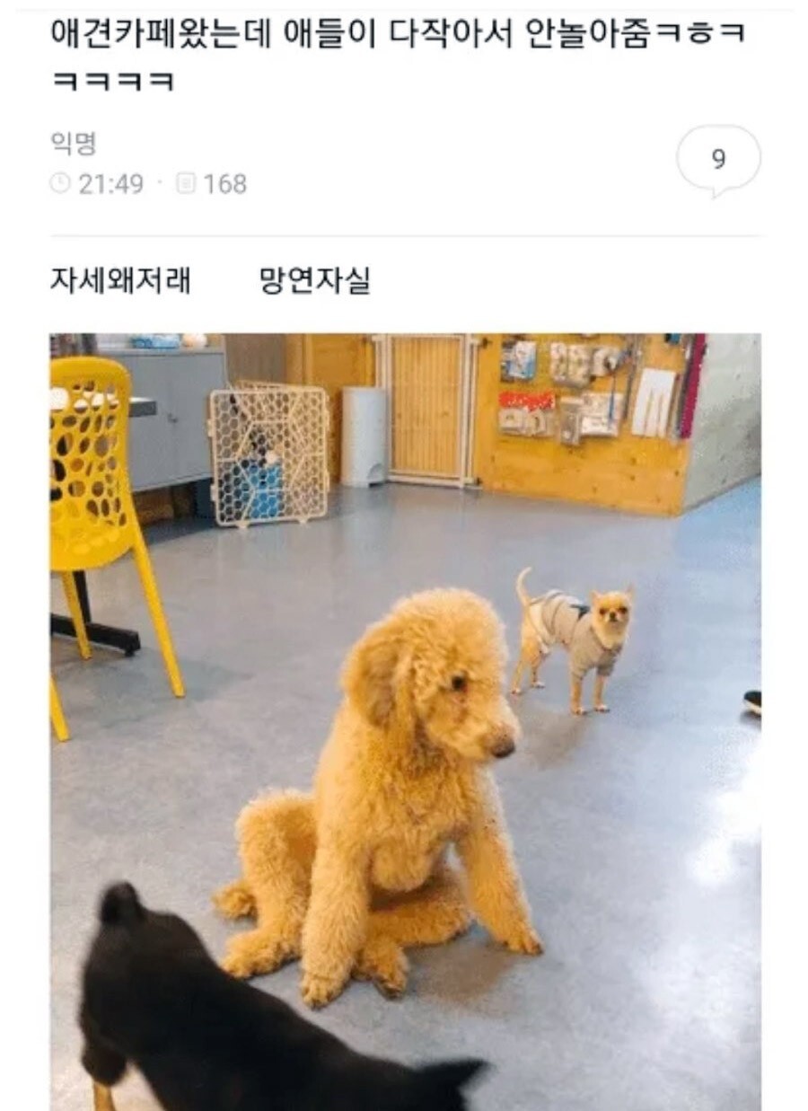 애견카페 간 댕댕이가 시무룩한 이유.jpg_1.jpg