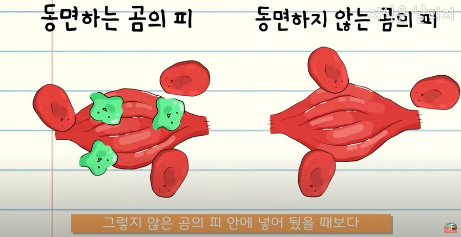 동물과 인간의 근육 차이점.JPG_33.jpg